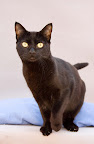 HERA hembra, 1 año
ES UNA GATA JOVEN, UN POCO JUGUETONA, CARIÑOSA, A LA VEZ TRANQUILA, CONVIVE CON PERSONAS Y GATOS PERO NO CON PERROS.