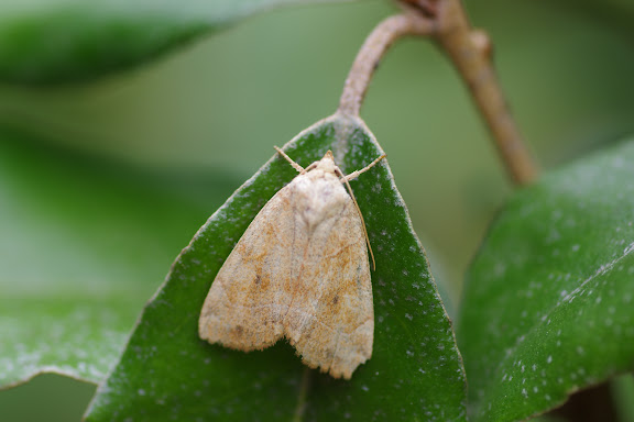 Noctuidae : Noctuinae : Cosmia trapezina (LINNAEUS, 1758). Les Hautes-Lisières (Rouvres, 28), 24 août 2012. Photo : J.-M. Gayman