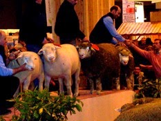 2007.03.05-018 concours moutons