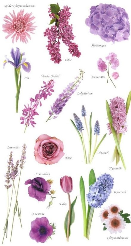 Know Your Flowers 5
