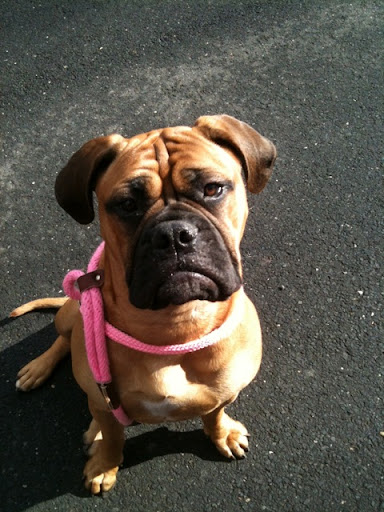 Panda here wants some assurance that her human did the pavement test properly and for the full 8 seconds!