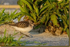  Semipalmated Sandpiper - Calidris pusilla,