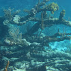  Scuba Dive Buck Island Reef