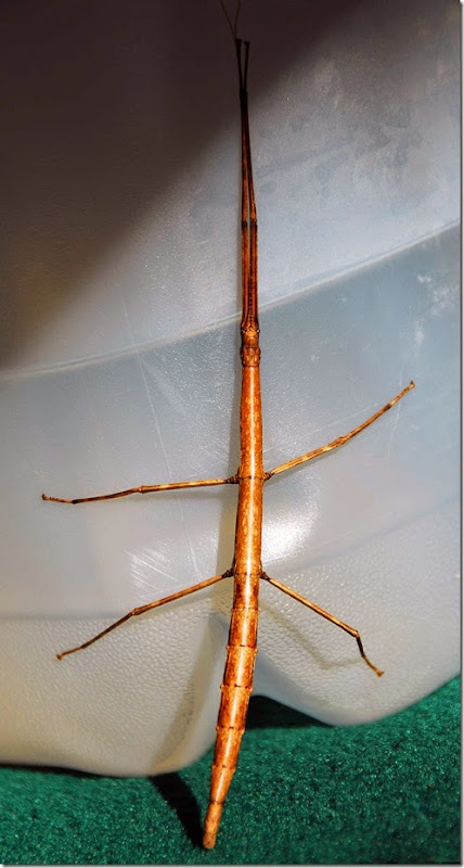 Stick Bug 1