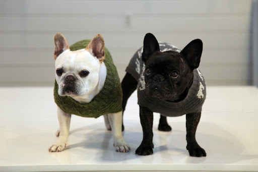 Sharkey, I'm still a fan of these sweaters that we wore on Martha's show recently!
