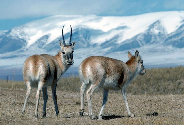 Animales en riesgo de extinción: El Antilope del Tibet