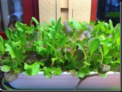 Baby leaf salat 16 mars