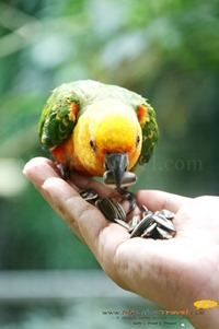 Langkawi Wildlife Park Langkawi Wildlife Park