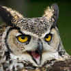 IMG_5428_DxO_MRD.jpg