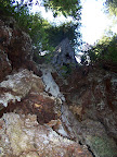 california_sequoia