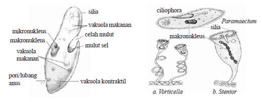 Paramaecium