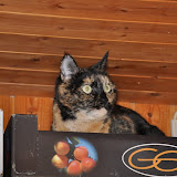 gatti 2012-9