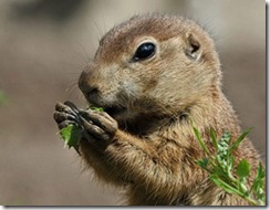 Prairie-dogs-at-Zoo-Park-01b