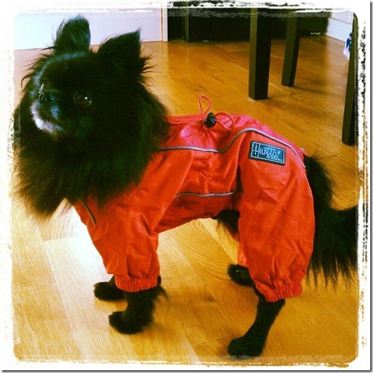 hurricane-sandy-dogs-29