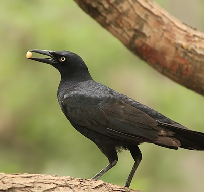 Grackle with peanut NBC Grackle with peanut NBC