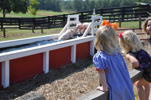 [southern%2520belle%2520farm%2520100611%2520%252853%2529%255B3%255D.jpg]