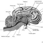 brain_lateral_view04.jpg brain_lateral_view04.jpg