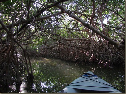 kayaking at Curry Hammock State Park, mangrove