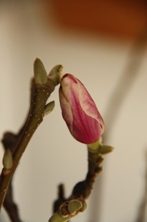 bloemknop bloemknop
