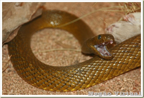 [10-most-poisonous-animal-in-the-world-Inland-Taipan2%255B2%255D.jpg]