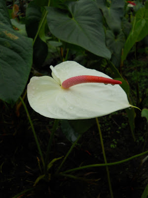 One of the thousands of Anthuriums they grow right at the plantation.