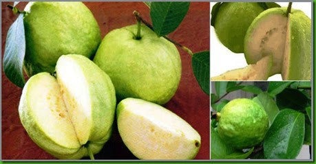 Cas Guava 3 Cas Guava 3
