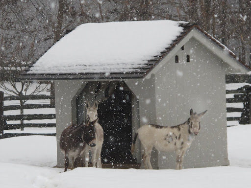 You see, they're just fine.  In fact, they don't mind winter one bit.