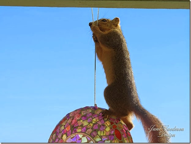 Squirrel_3 Squirrel_3