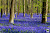 Hallerbos, The Blue Forest of Belgium