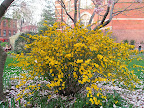 Kerria japonica - this shrub can look rangy when left to its own devices, but I think it is worth growing and pruning properly. These pretty yellow flowers stick around for a long time, the little toothed leaves are nice, and the plant has attractive bright green stems