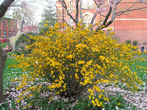 Kerria japonica - this shrub can look rangy when left to its own devices, but I think it is worth growing and pruning properly. These pretty yellow flowers stick around for a long time, the little toothed leaves are nice, and the plant has attractive bright green stems