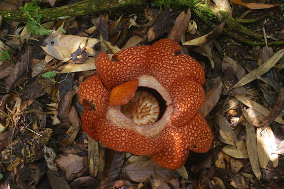 Rafflesia arnoldii ( Rafflesiaceae). Poring (Sabah, Malaisie), 31 juillet 2011. Photo : J.-M. Gayman