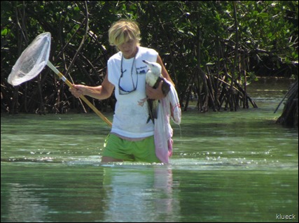 bird rescue