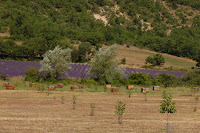 DSC_0224.JPG
