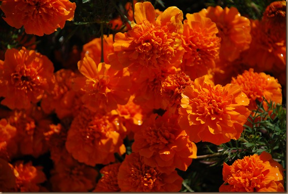 DSC_0751 DSC_0751