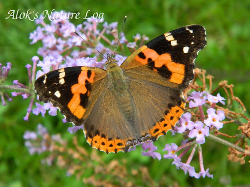 Nymphalidae%25252c%252520vanessa%252520indica%25252c%252520indian%252520red%252520admiral