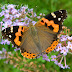 Asian Admiral - Photo (c) 112602805110920073392, some rights reserved (CC BY-NC-SA)