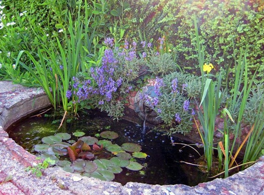 garden-pond4