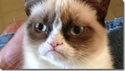 tardar-sauce-the-cat