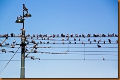 Istanbul, birds on a wire