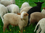 East Fresian and Tunis cross lambs