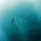 School of jacks at US Liberty wreck (Tulamben, Bali)