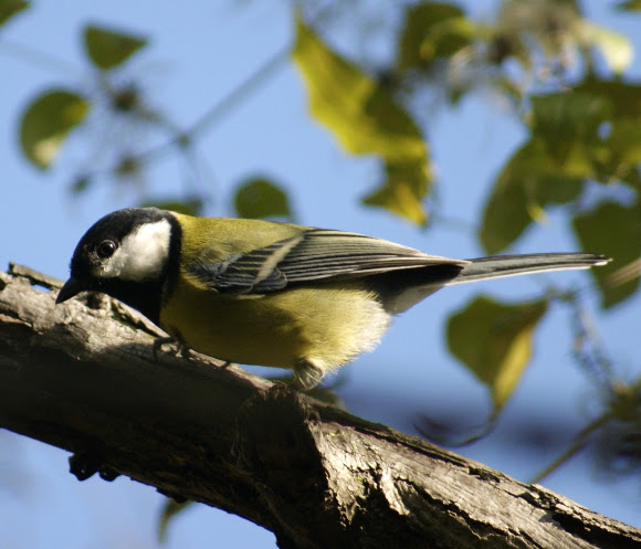 Spotting Image 1