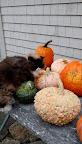 It's that fluff ball, Vivaldi.  What does he think he's doing?