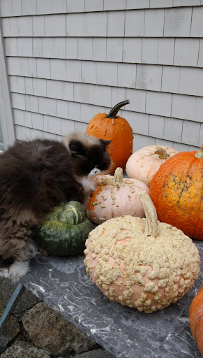 It's that fluff ball, Vivaldi.  What does he think he's doing?