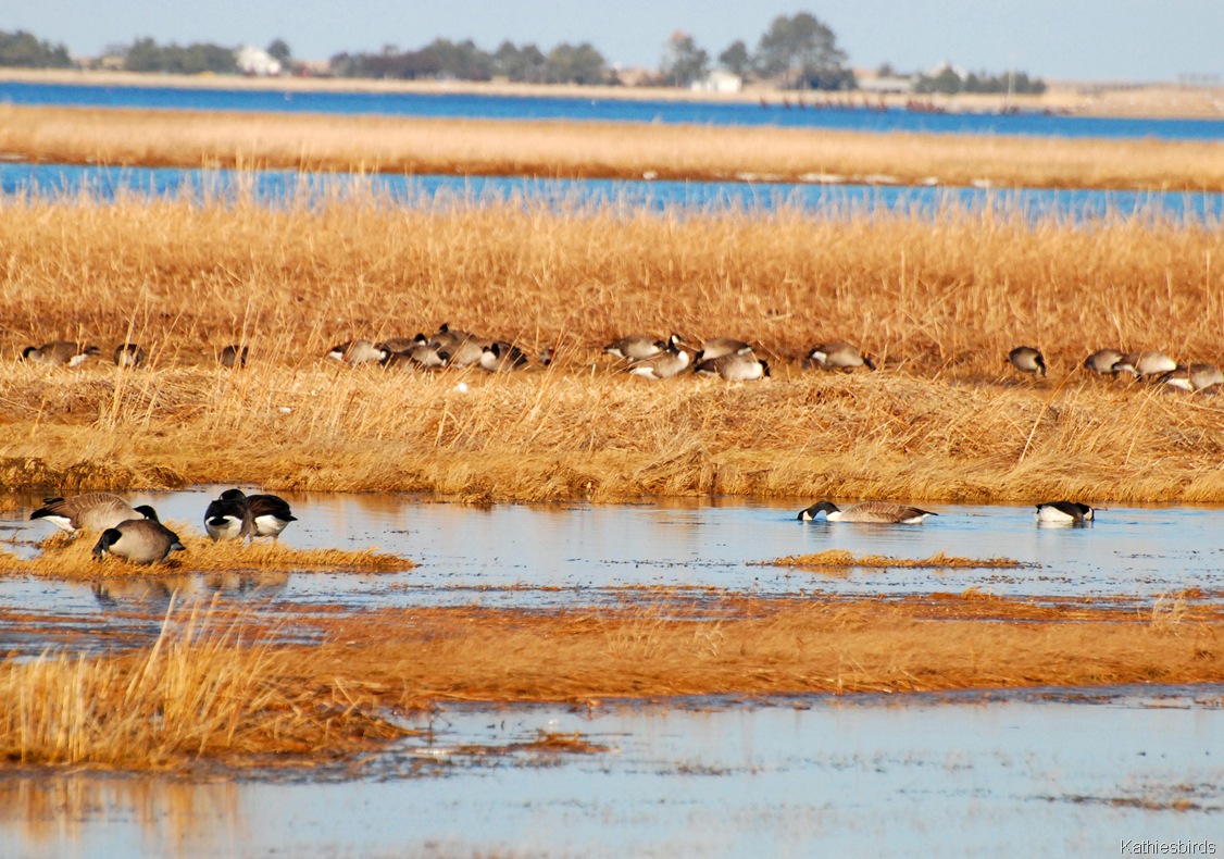 [8.%2520geese-kab%255B5%255D.jpg]