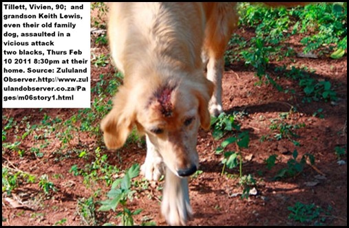 TILLETT_vivien_DOG_alsoattackedfeb102011mtubatubazululandobserver