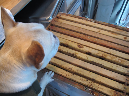 Carlos, I see you're getting ready to extract the honey from these bee hives.