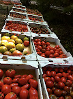 Yards and yards of tomatoes.