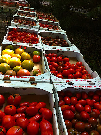 Yards and yards of tomatoes.